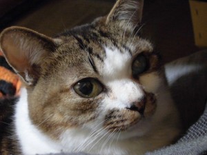 銀
